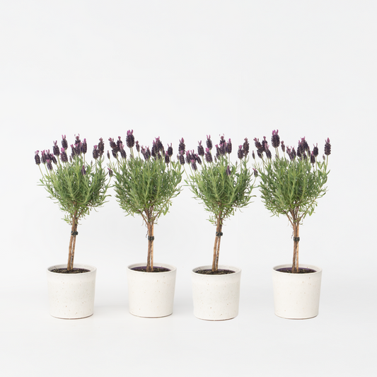 Florastore Lavendelträd - Set Om 4 - Lavandula Stoechas 'Anouk' - Höjd 30-40Cm - ⌀12Cm