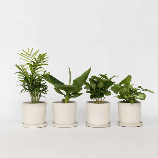 Florastore Växtblandning - Set Om 4 - Krukväxter - Höjd 25-40Cm - ⌀12Cm