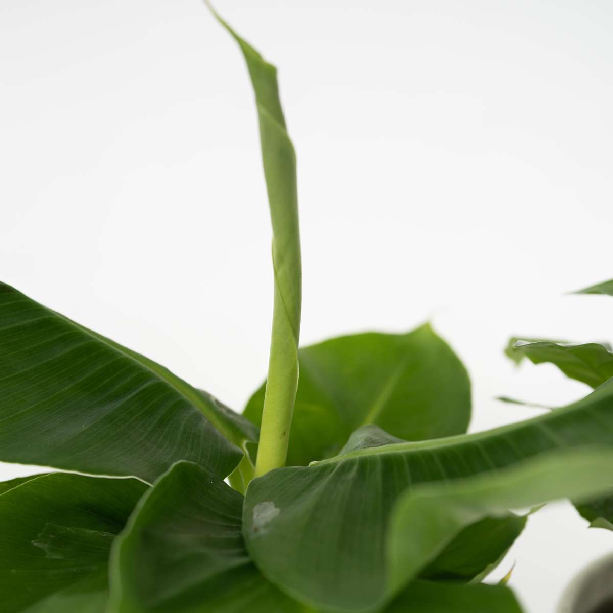 Other Green Houseplants Växtblandning - Set Om 4 - Krukväxter - Höjd 25-40Cm - ⌀12Cm