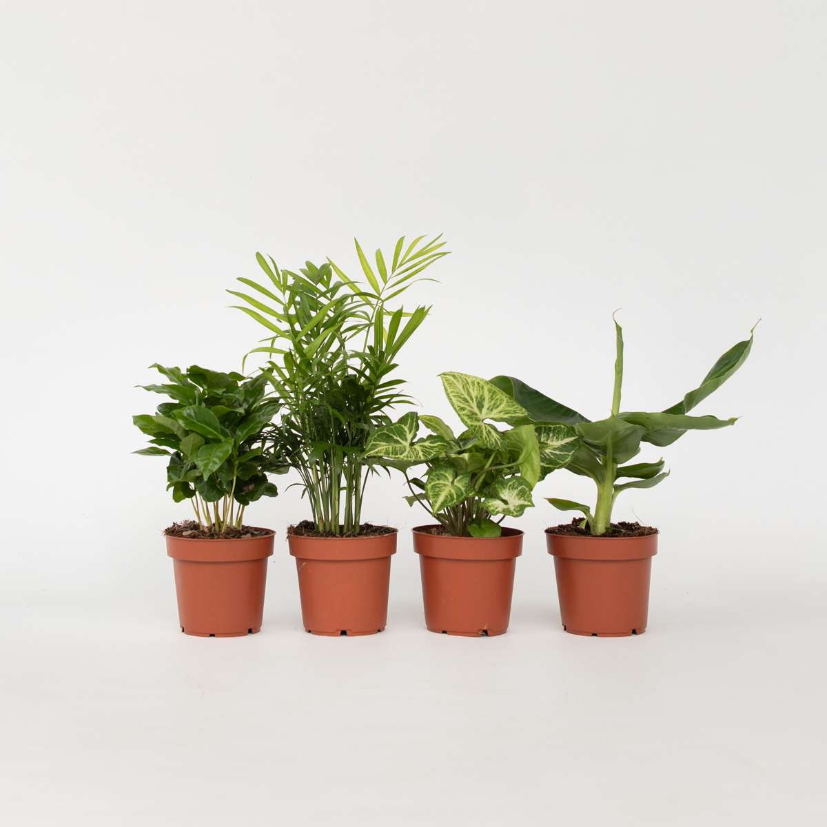 Other Green Houseplants Växtblandning - Set Om 4 - Krukväxter - Höjd 25-40Cm - ⌀12Cm