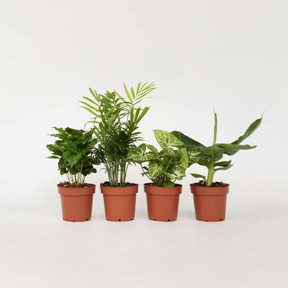 Other Green Houseplants Växtblandning - Set Om 4 - Krukväxter - Höjd 25-40Cm - ⌀12Cm
