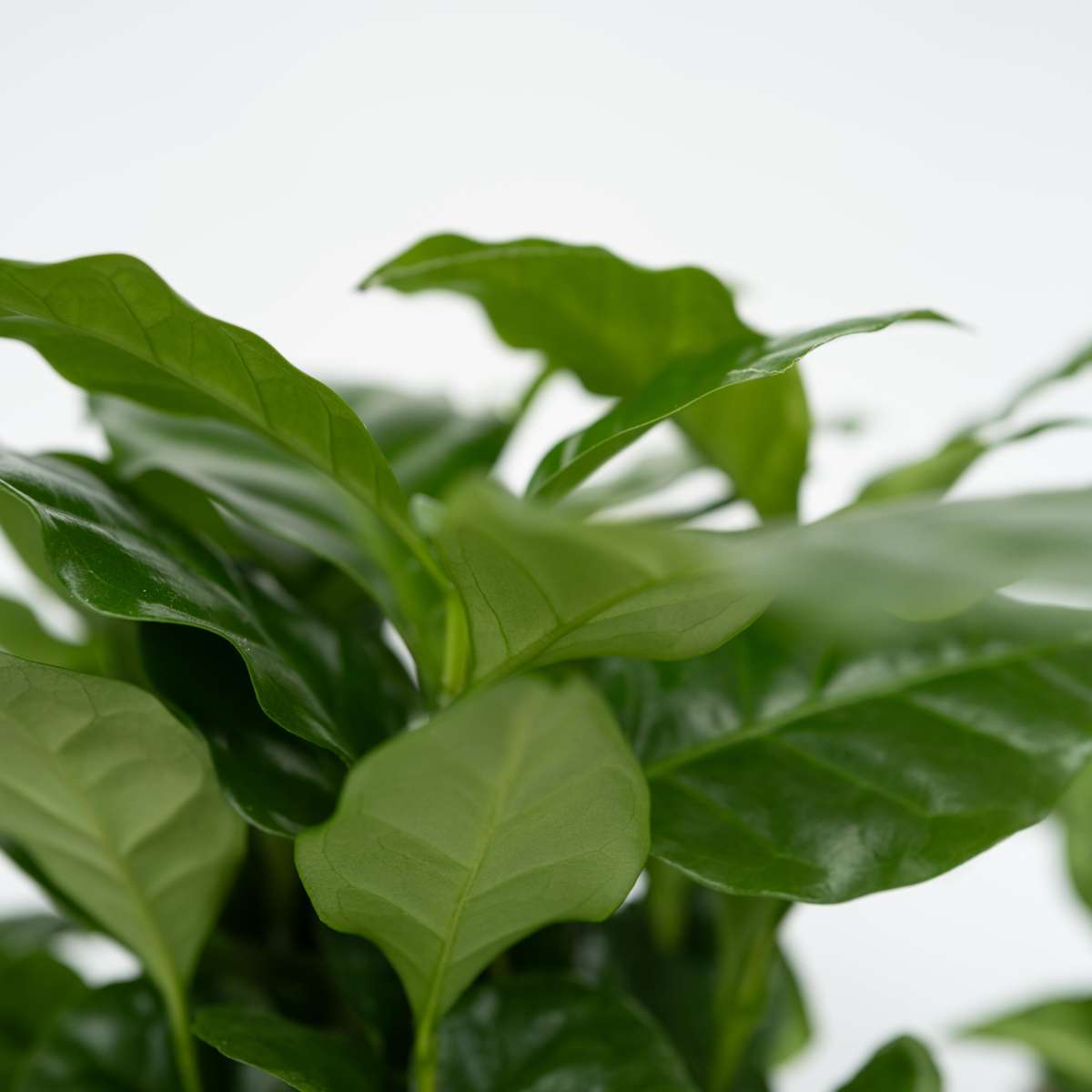 Other Green Houseplants Växtblandning - Set Om 4 - Krukväxter - Höjd 25-40Cm - ⌀12Cm