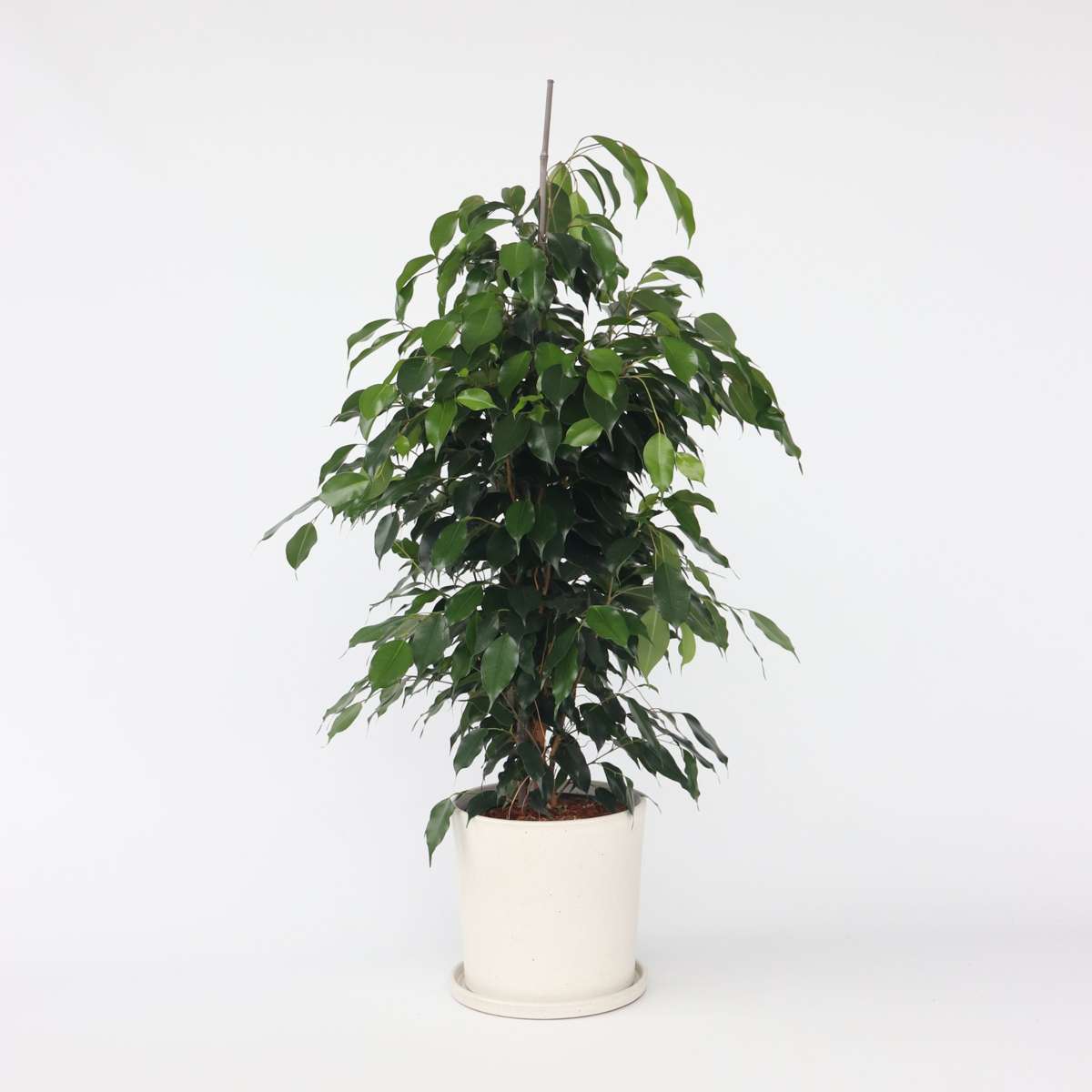 Florastore Benjaminfikus - Ficus Benjamina 'Danielle' - Höjd 100-110Cm - ⌀21Cm