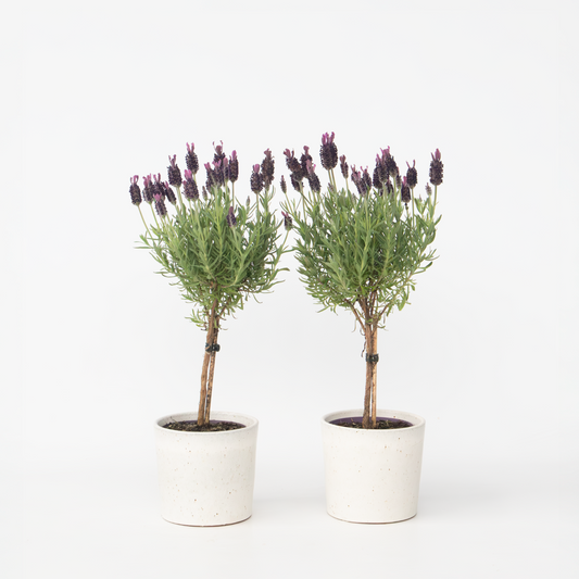 Florastore Lavendelträd - Set Om 2 - Lavandula Stoechas 'Anouk' - Höjd 30-40Cm - ⌀12Cm
