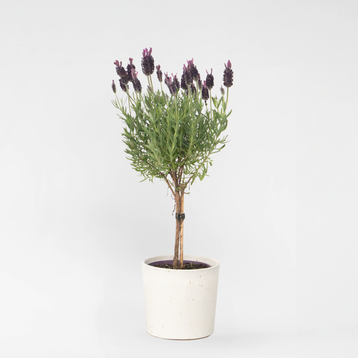 Florastore Lavendelträd - Lavandula Stoechas 'Anouk' - Höjd 30-40Cm - ⌀12Cm