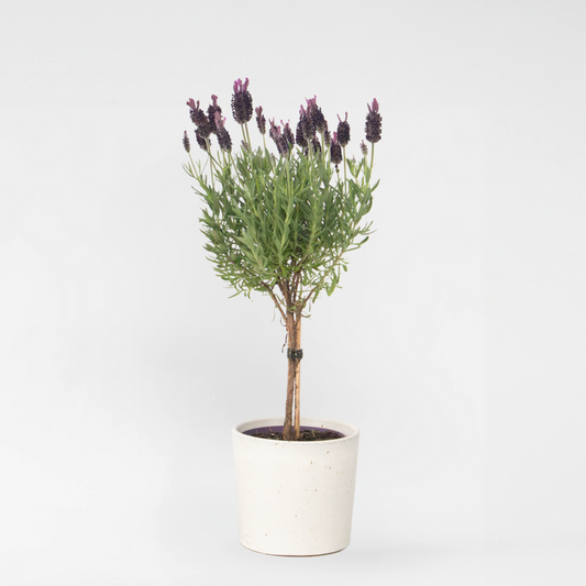 Florastore Lavendelträd - Lavandula Stoechas 'Anouk' - Höjd 30-40Cm - ⌀12Cm