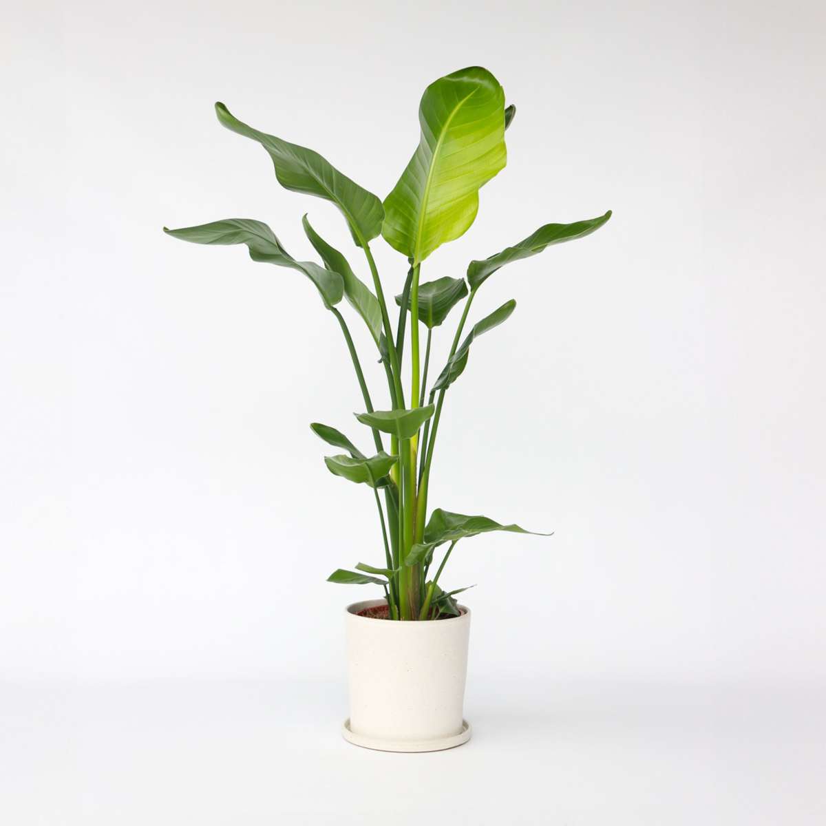 Strelitzia Vit Papegojblomma - Strelitzia Nicolai - Höjd 90-110Cm - ⌀21Cm