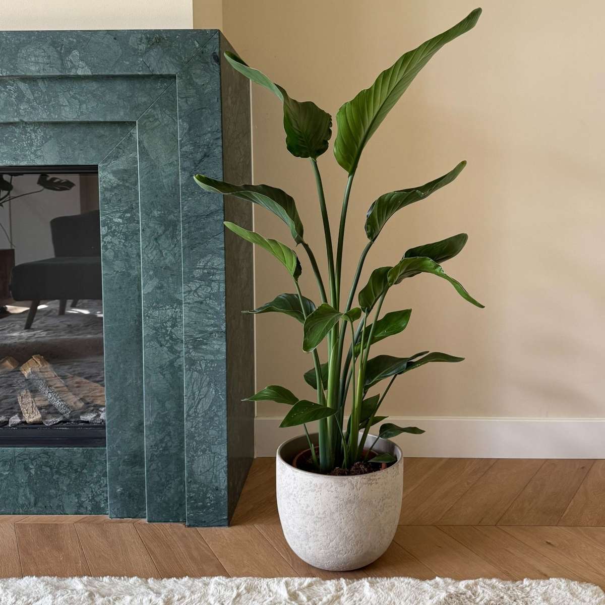 Strelitzia Vit Papegojblomma - Strelitzia Nicolai - Höjd 90-110Cm - ⌀21Cm