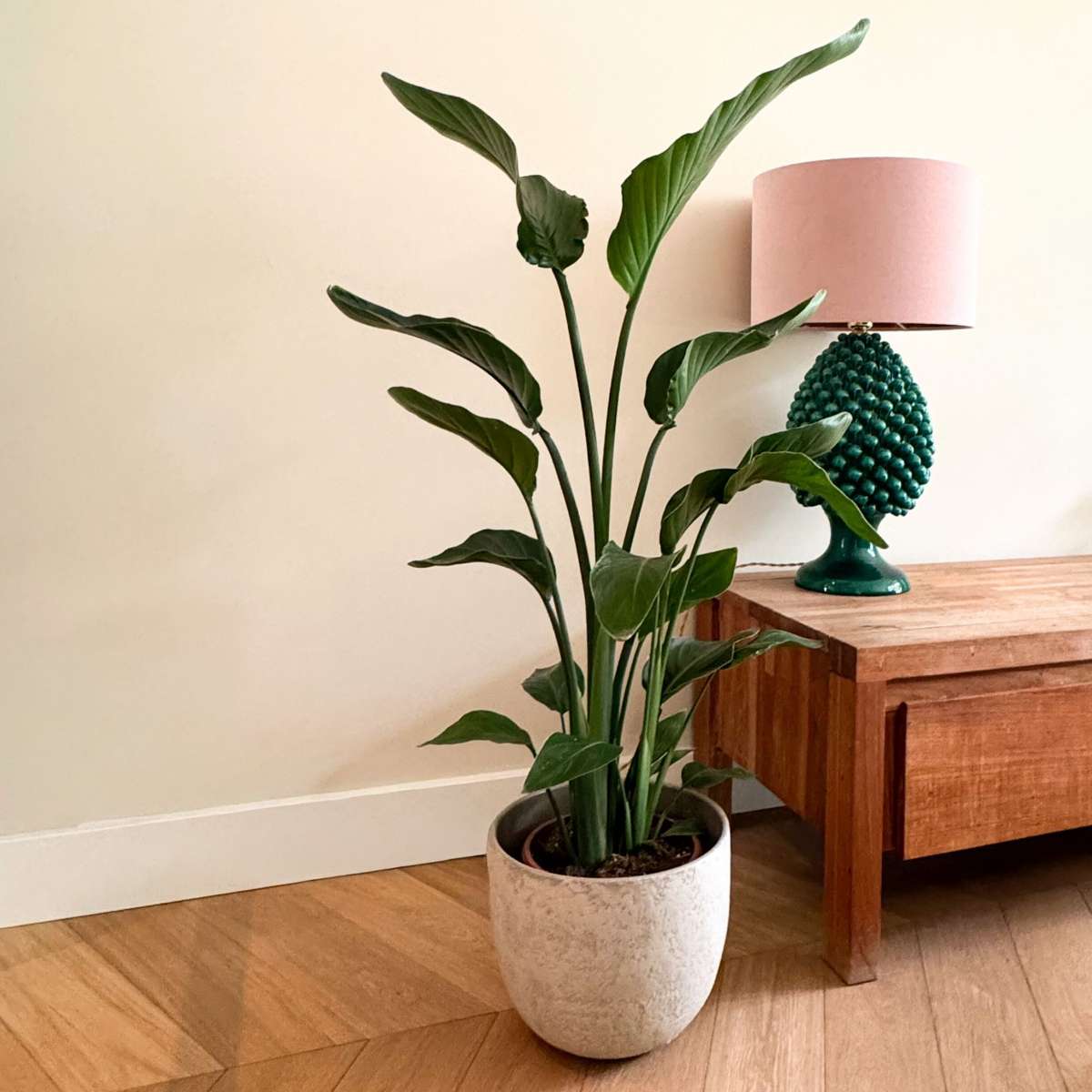 Strelitzia Vit Papegojblomma - Strelitzia Nicolai - Höjd 90-110Cm - ⌀21Cm