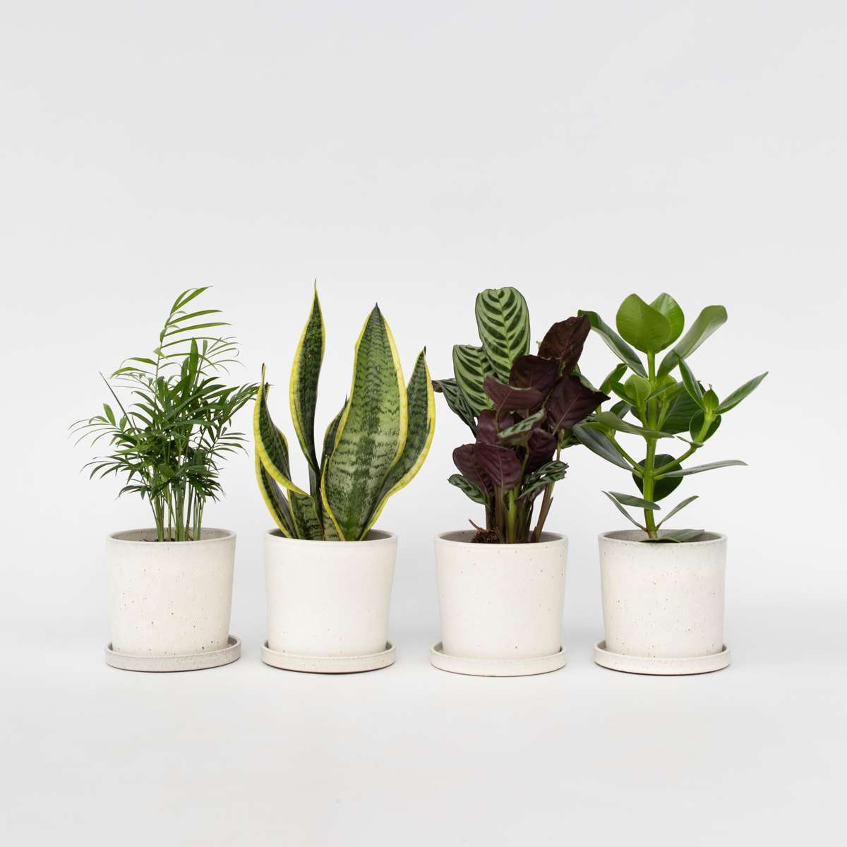 Florastore Enkla Krukväxter - Set Om 4 - Höjd 25-40Cm - ⌀12Cm