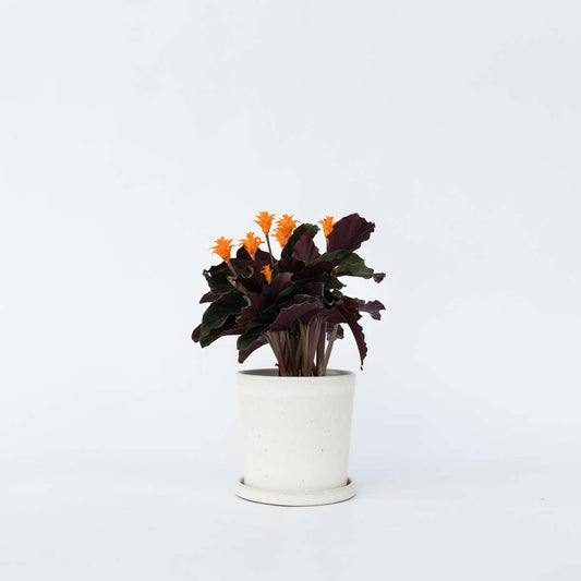 Florastore Kalatea Eviga Flamman - Calathea Crocata 'Tassmania' - Höjd 40-50Cm - ⌀14Cm