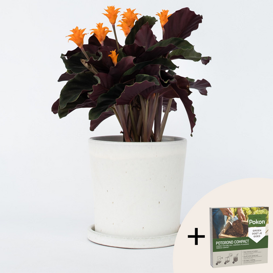Florastore Kalatea Eviga Flamman - Calathea Crocata 'Tassmania' - Höjd 40-50Cm - ⌀14Cm
