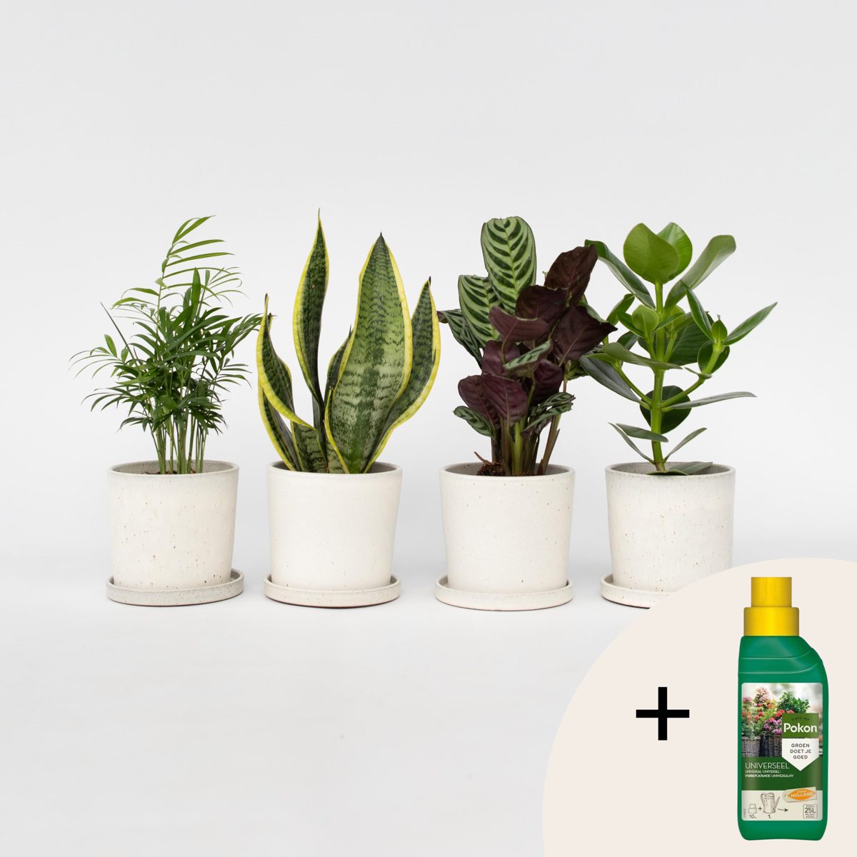 Florastore Enkla Krukväxter - Set Om 4 - Höjd 25-40Cm - ⌀12Cm