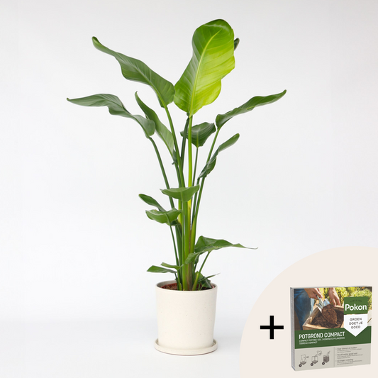 Florastore Vit Papegojblomma - Strelitzia Nicolai - Höjd 90-110Cm - ⌀21Cm