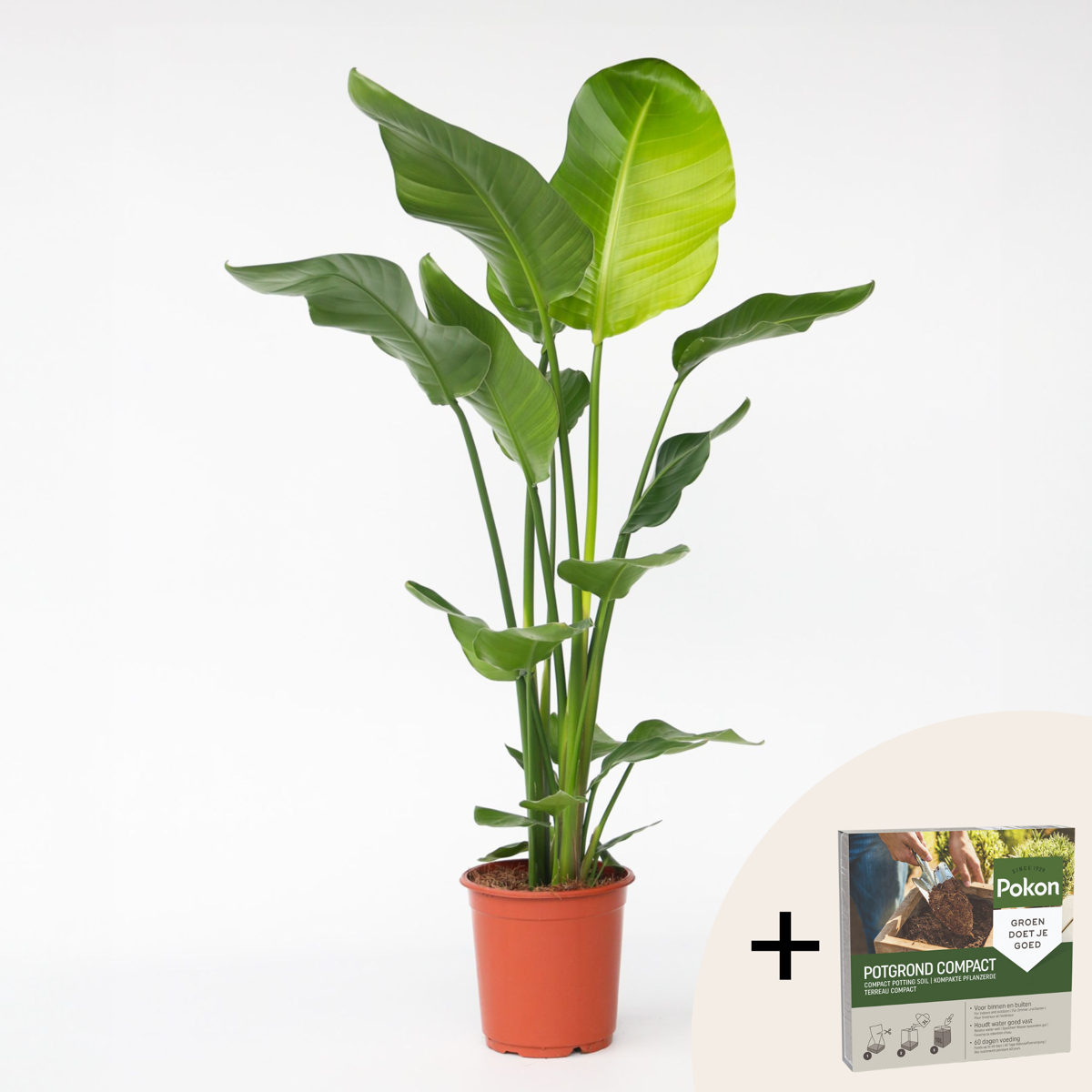 Strelitzia Vit Papegojblomma - Strelitzia Nicolai - Höjd 90-110Cm - ⌀21Cm