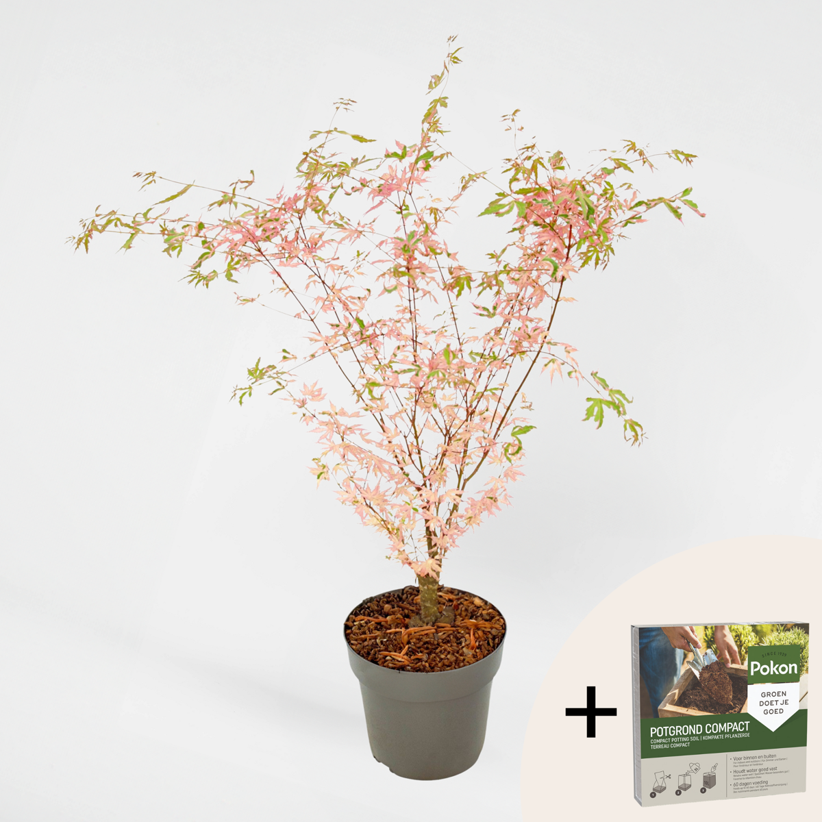 Florastore Japansk Lönn - Acer Palmatum 'Taylor' - Höjd 50-60Cm - ⌀19Cm