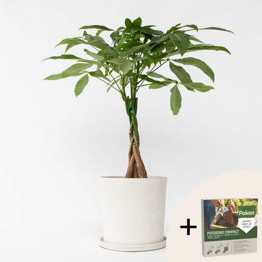 Florastore Strandkastanj - Pachira Aquatica - Höjd 60-70Cm - ⌀17Cm