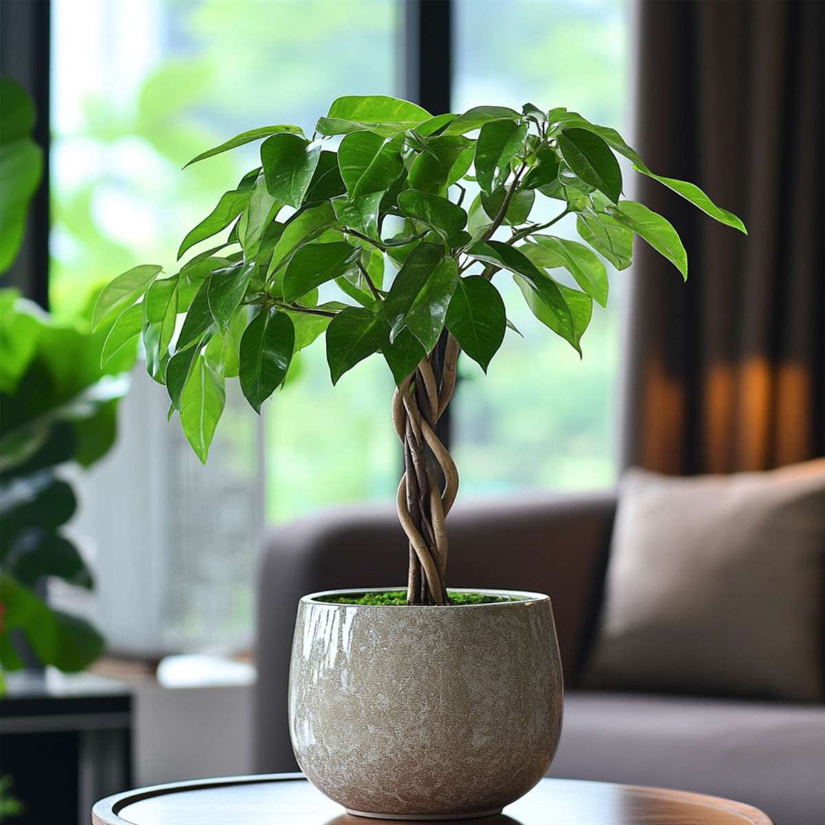 Other Green Houseplants Strandkastanj - Pachira Aquatica - Höjd 60-70Cm - ⌀17Cm