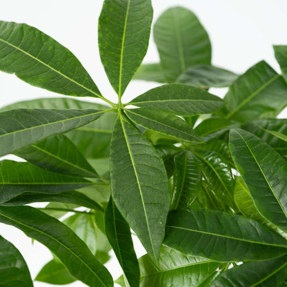 Other Green Houseplants Strandkastanj - Pachira Aquatica - Höjd 60-70Cm - ⌀17Cm