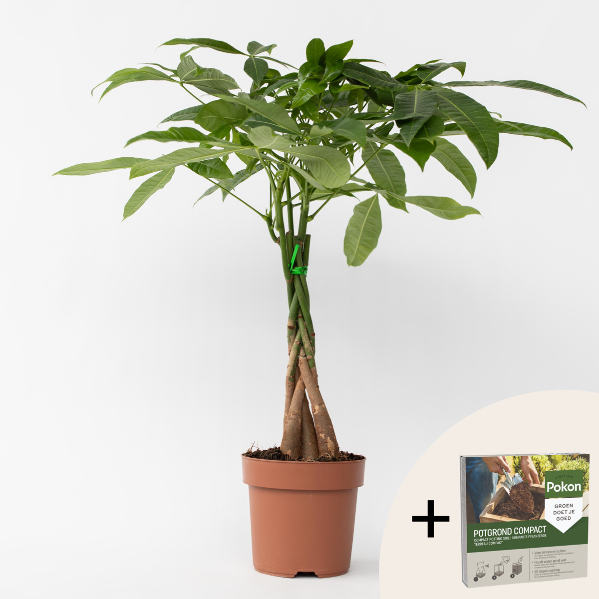 Other Green Houseplants Strandkastanj - Pachira Aquatica - Höjd 60-70Cm - ⌀17Cm