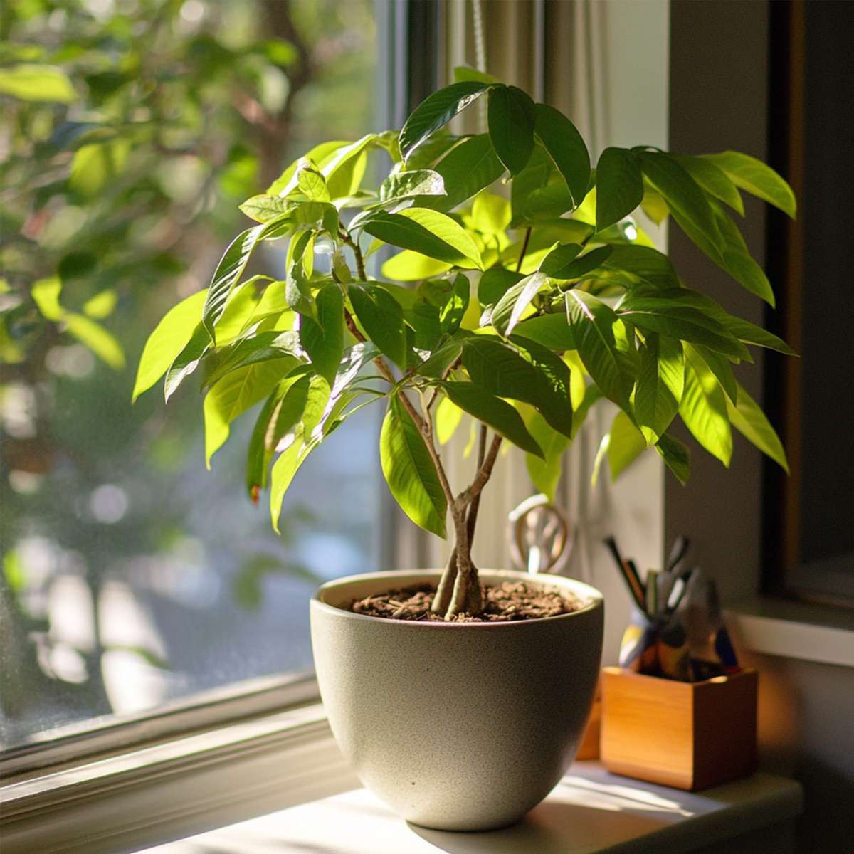 Other Green Houseplants Strandkastanj - Pachira Aquatica - Höjd 60-70Cm - ⌀17Cm