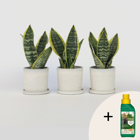 Sansevieria Svärmorstunga - Set Om 3 - Sansevieria Trifasciata - Höjd 35-40Cm - ⌀12Cm