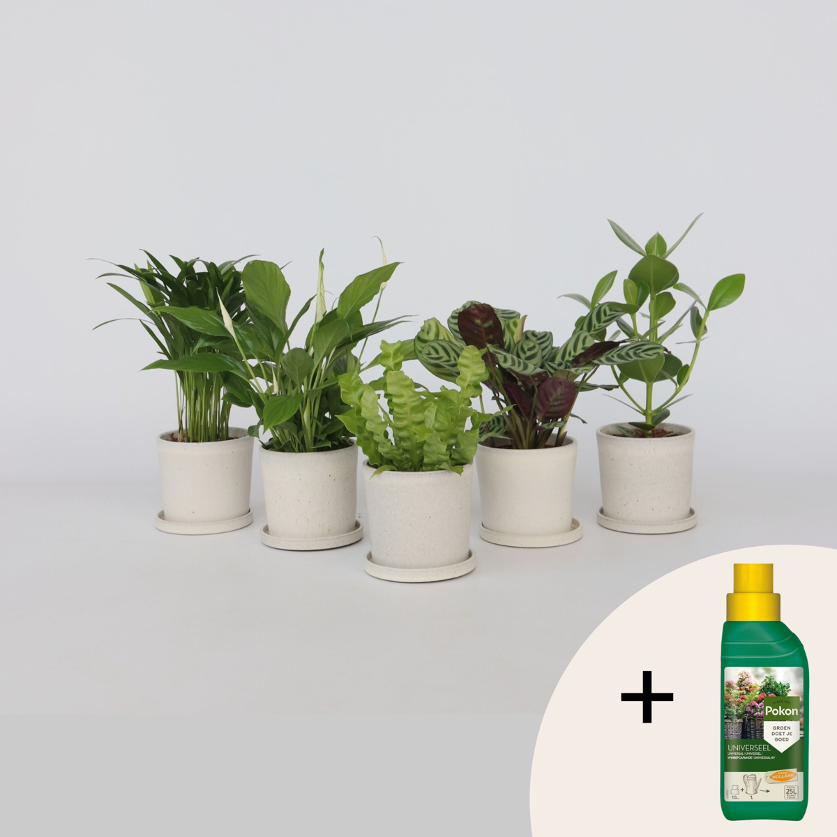 Florastore Luftrenande Mix - Set Om 5 - Krukväxter - Höjd 25-40Cm - ⌀12Cm