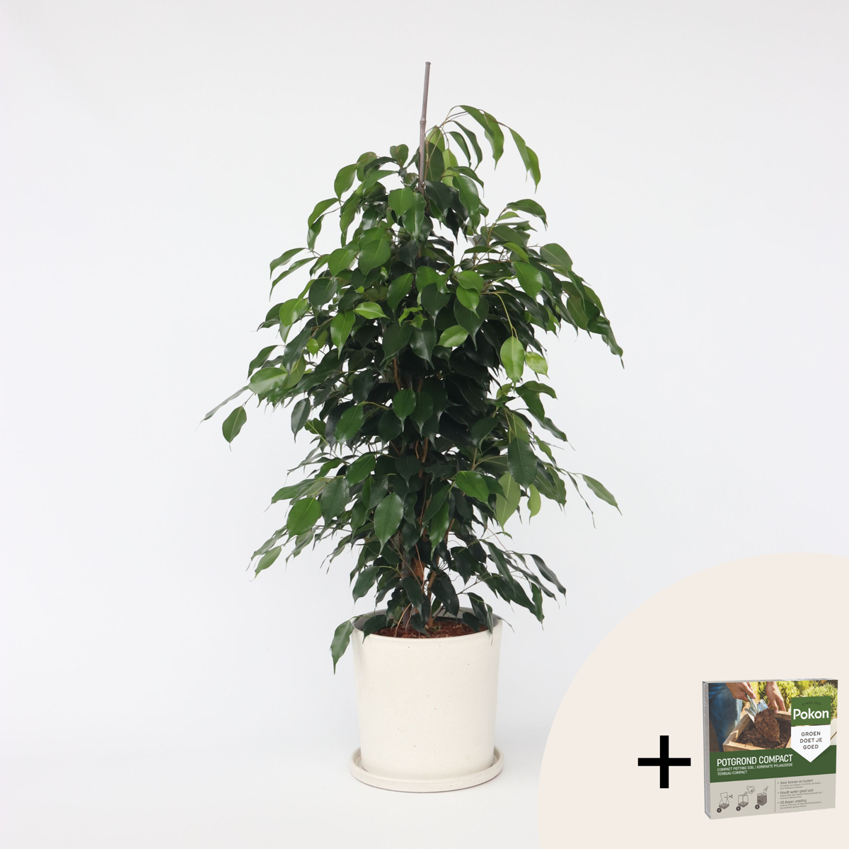 Florastore Benjaminfikus - Ficus Benjamina 'Danielle' - Höjd 100-110Cm - ⌀21Cm