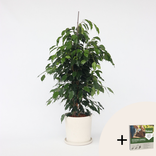Florastore Benjaminfikus - Ficus Benjamina 'Danielle' - Höjd 100-110Cm - ⌀21Cm
