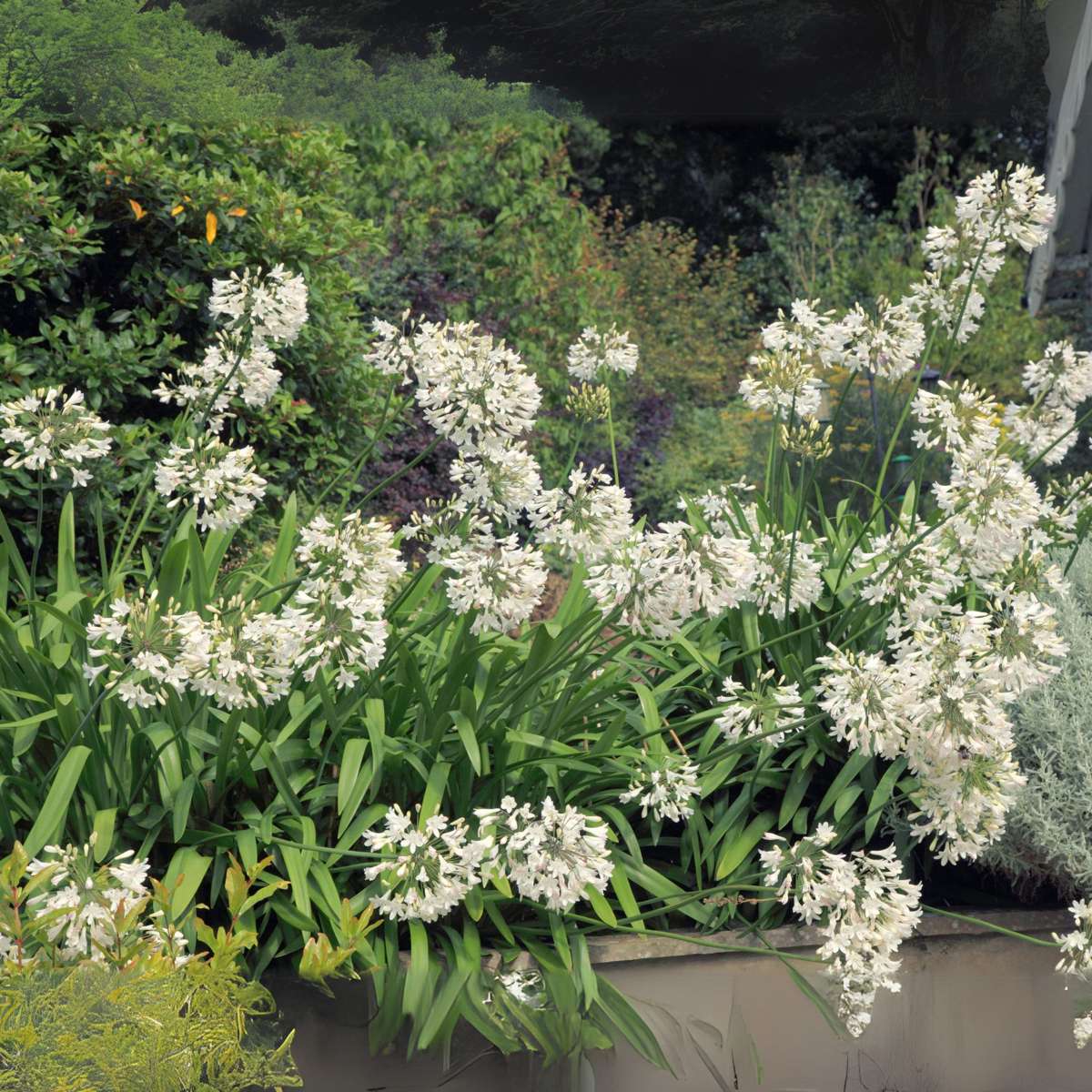 Other Garden Plants Agapantussläktet - Set Om 2 - Agapanthus 'Superb White' - Höjd 30-45Cm - ⌀14Cm