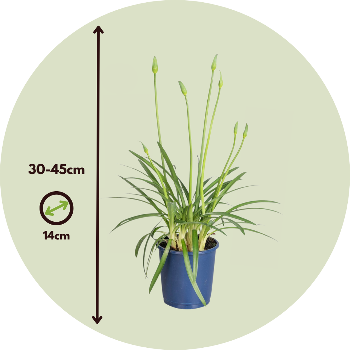 Other Garden Plants Agapantussläktet - Set Om 2 - Agapanthus 'Superb White' - Höjd 30-45Cm - ⌀14Cm