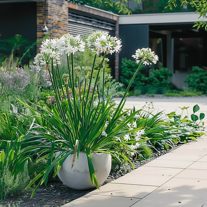 Other Garden Plants Agapantussläktet - Set Om 2 - Agapanthus 'Superb White' - Höjd 30-45Cm - ⌀14Cm
