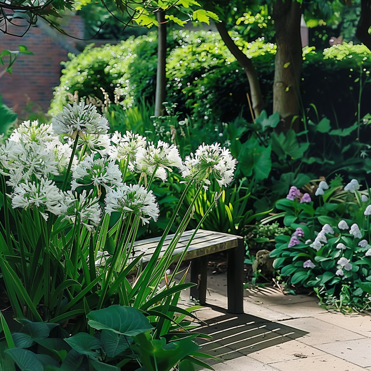 Other Garden Plants Agapantussläktet - Set Om 2 - Agapanthus 'Superb White' - Höjd 30-45Cm - ⌀14Cm