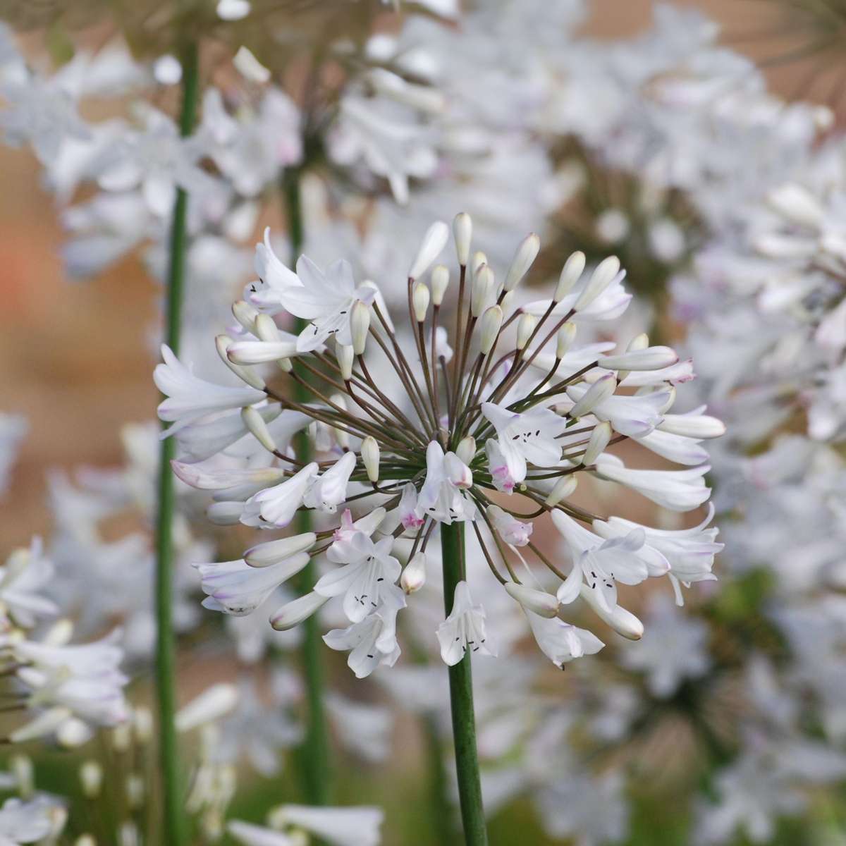 Other Garden Plants Agapantussläktet - Set Om 2 - Agapanthus 'Superb White' - Höjd 30-45Cm - ⌀14Cm