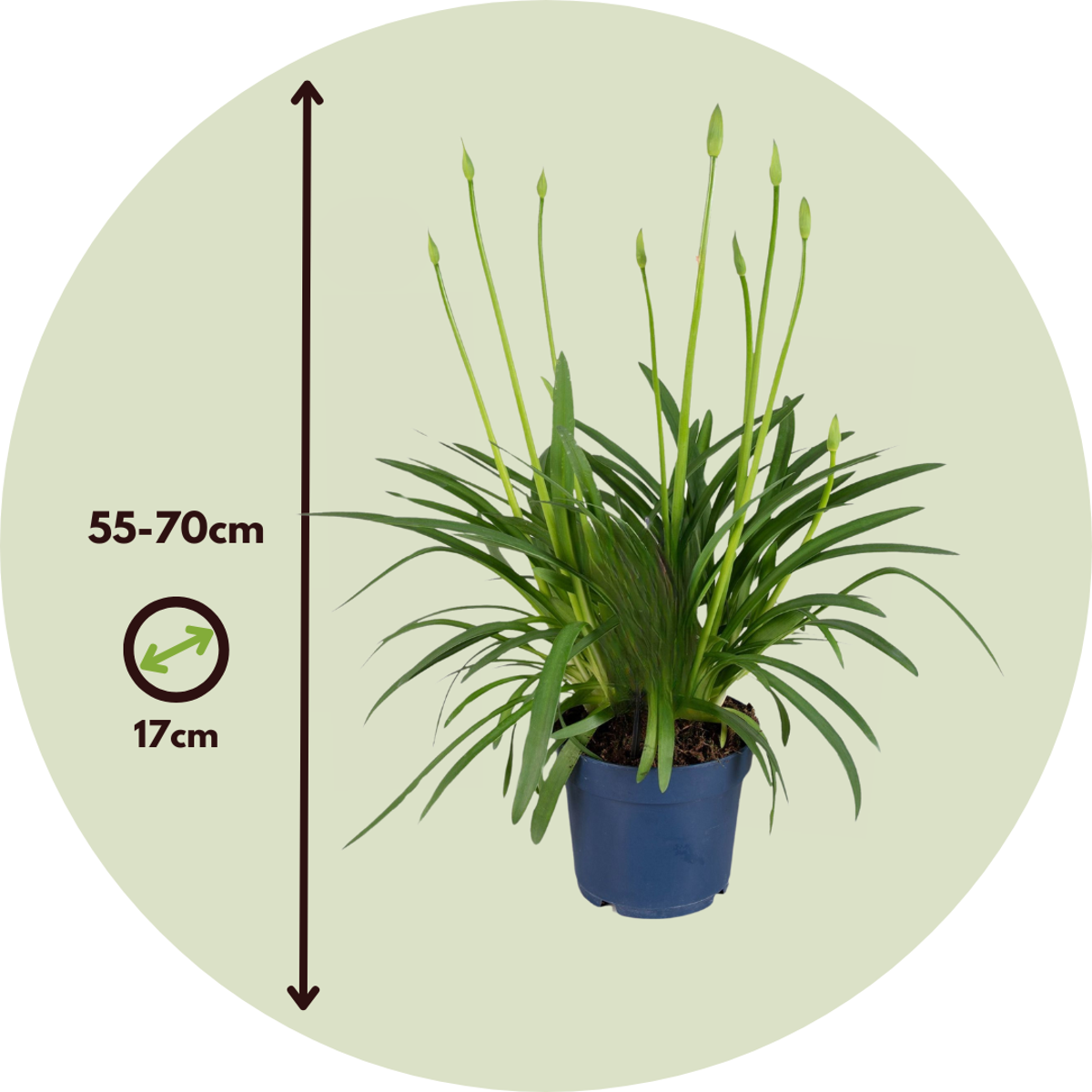 Other Garden Plants Agapantussläktet - Agapanthus 'Superb White' - Höjd 55-70Cm - ⌀17Cm