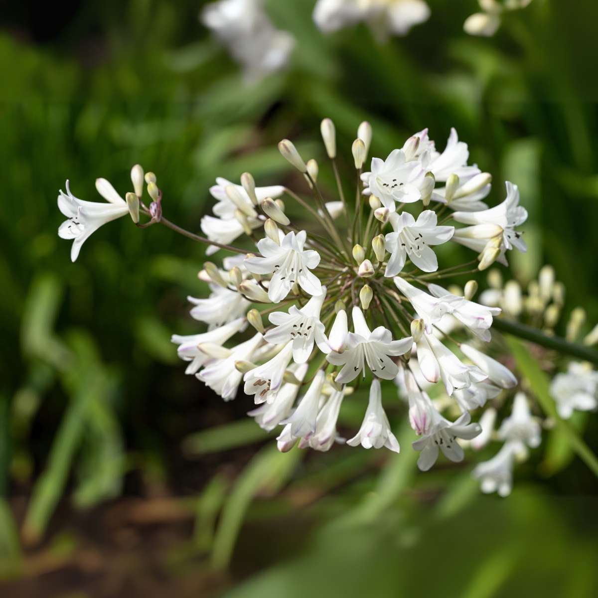 Other Garden Plants Agapantussläktet - Agapanthus 'Superb White' - Höjd 55-70Cm - ⌀17Cm
