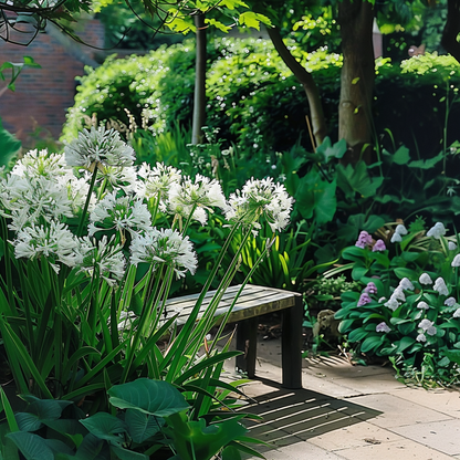 Other Garden Plants Agapantussläktet - Agapanthus 'Superb White' - Höjd 55-70Cm - ⌀17Cm