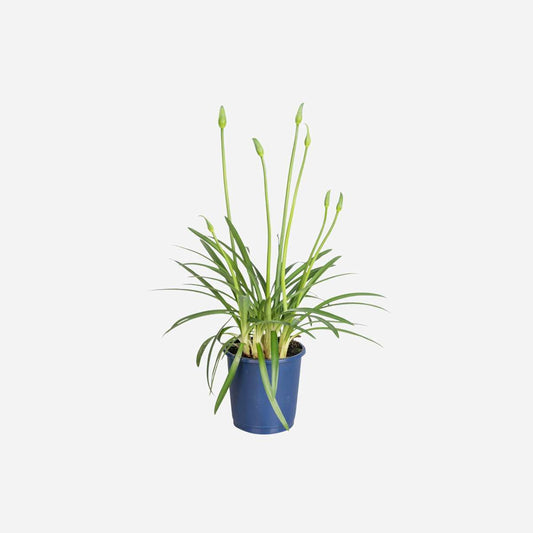 Florastore Agapantussläktet - Agapanthus 'Superb White' - Höjd 30-45Cm - ⌀14Cm