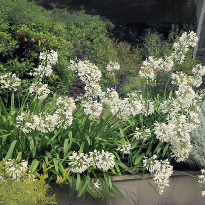 Other Garden Plants Agapantussläktet - Agapanthus 'Superb White' - Höjd 30-45Cm - ⌀14Cm