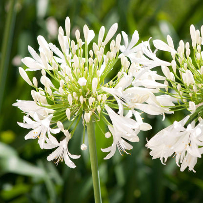 Other Garden Plants Agapantussläktet - Agapanthus 'Superb White' - Höjd 30-45Cm - ⌀14Cm