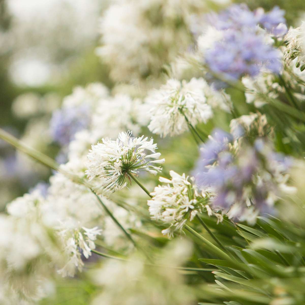 Other Garden Plants Agapantussläktet - Agapanthus 'Superb White' - Höjd 30-45Cm - ⌀14Cm
