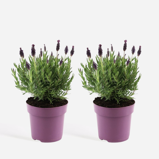Florastore Lavendelbuske - Set Om 2 - Lavandula Stoechas 'Anouk' - Höjd 25-35Cm - ⌀15Cm
