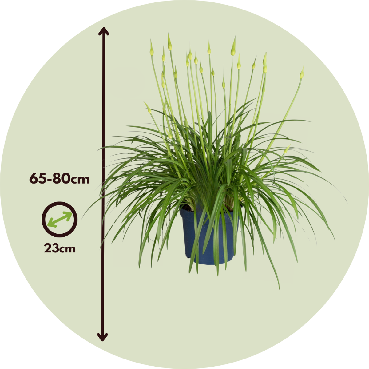 Other Garden Plants Agapantussläktet - Agapanthus 'Superb White' - Höjd 65-80Cm - ⌀23Cm