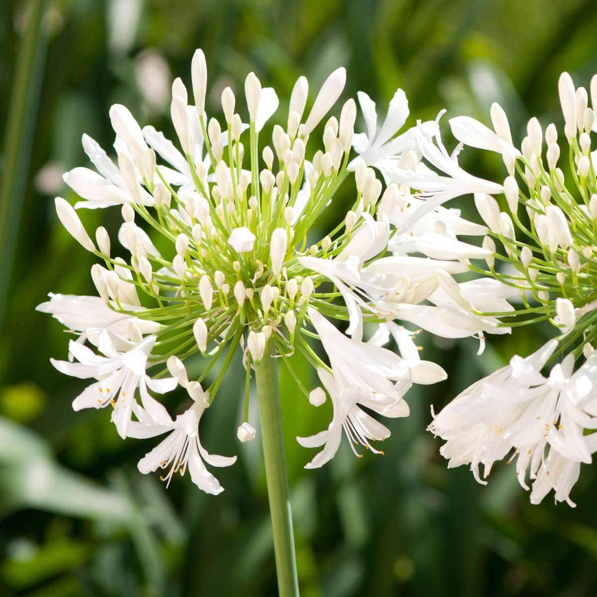 Other Garden Plants Agapantussläktet - Agapanthus 'Superb White' - Höjd 65-80Cm - ⌀23Cm
