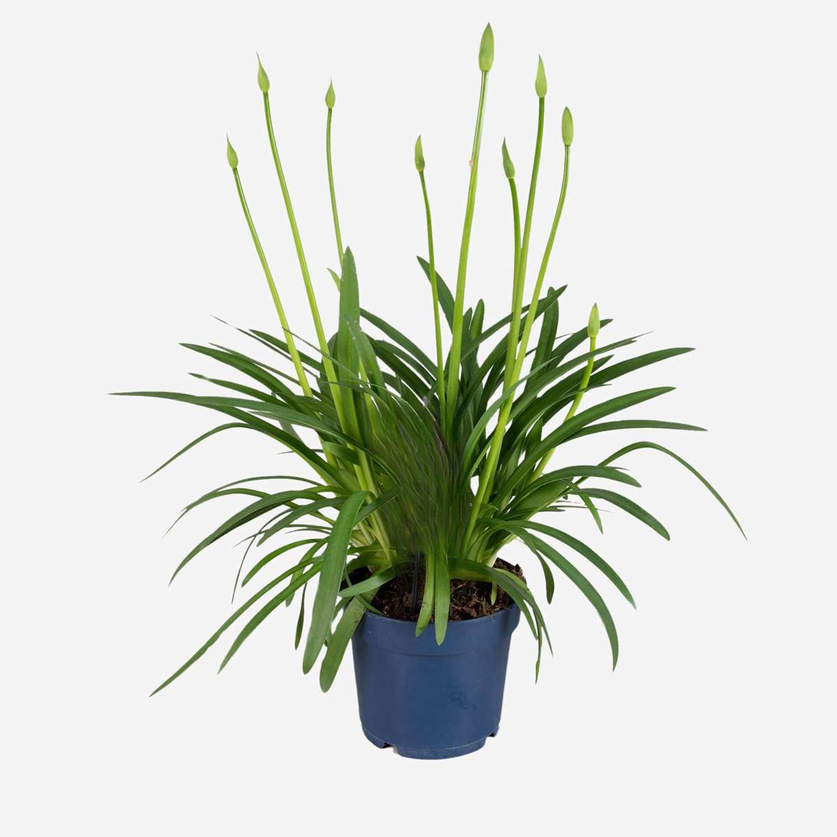 Florastore Afrikas Blå Lilja - Agapanthus 'Superb Blue' - Höjd 55-70Cm - ⌀17Cm