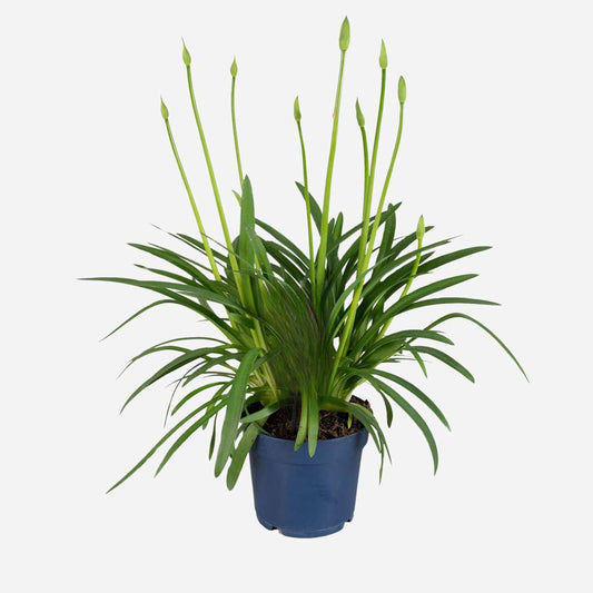 Florastore Afrikas Blå Lilja - Agapanthus 'Superb Blue' - Höjd 55-70Cm - ⌀17Cm