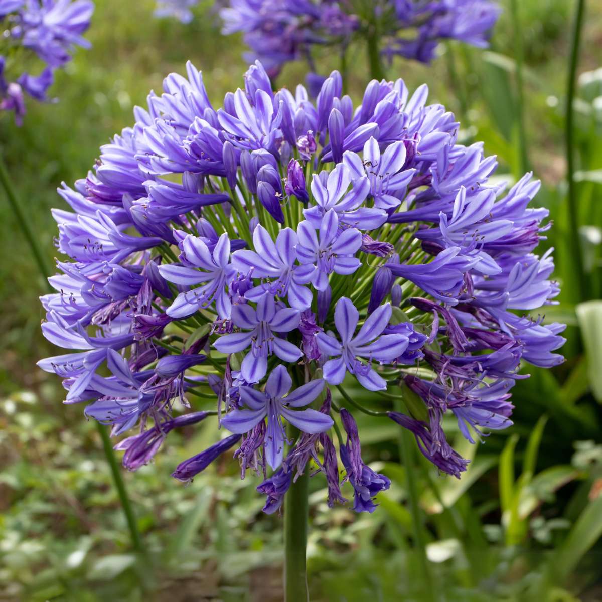 Other Garden Plants Afrikas Blå Lilja - Agapanthus 'Superb Blue' - Höjd 55-70Cm - ⌀17Cm
