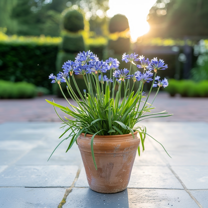 Other Garden Plants Afrikas Blå Lilja - Agapanthus 'Superb Blue' - Höjd 55-70Cm - ⌀17Cm