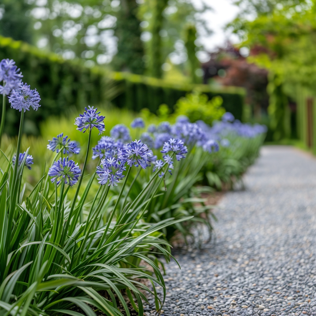 Other Garden Plants Afrikas Blå Lilja - Agapanthus 'Superb Blue' - Höjd 55-70Cm - ⌀17Cm