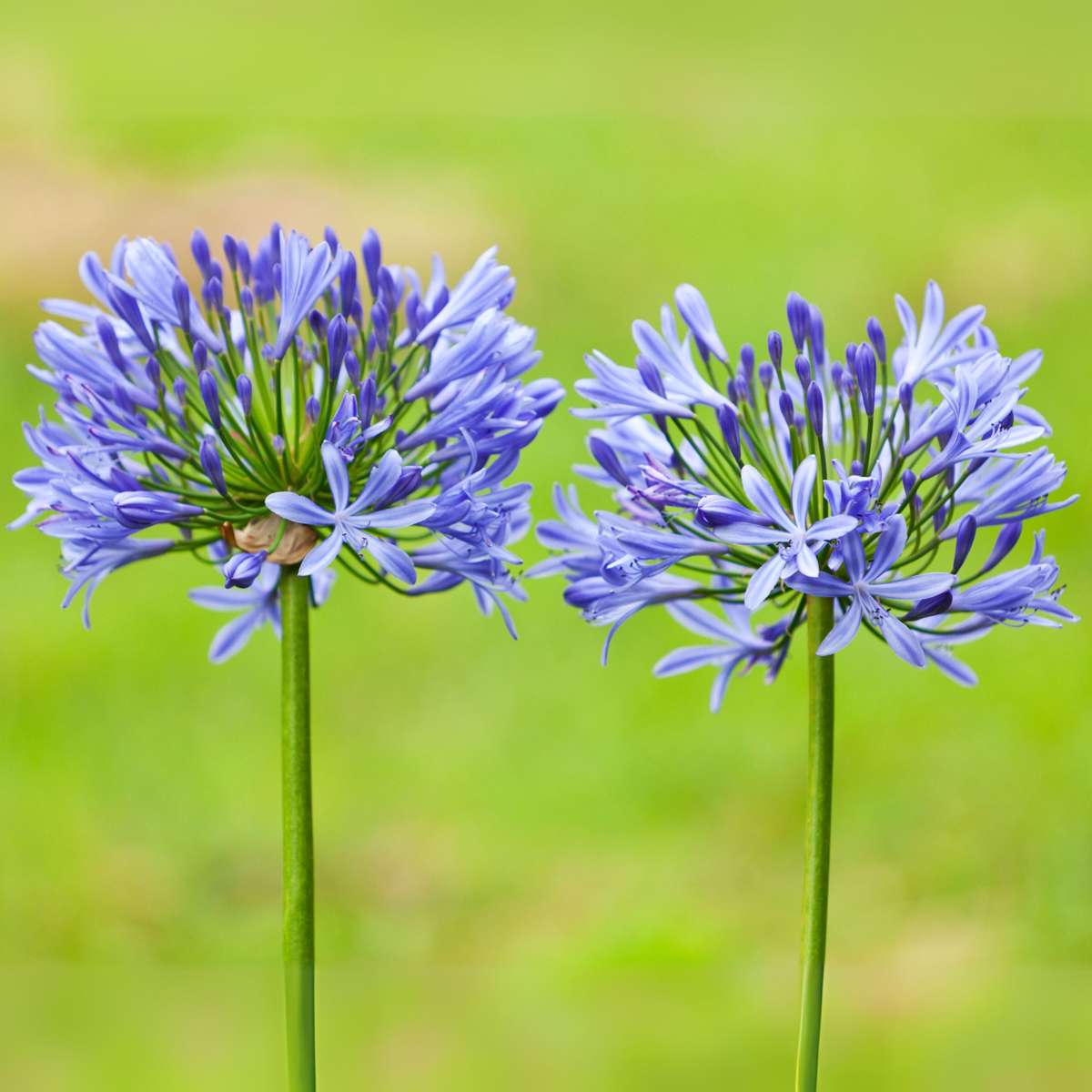 Other Garden Plants Afrikas Blå Lilja - Agapanthus 'Superb Blue' - Höjd 55-70Cm - ⌀17Cm